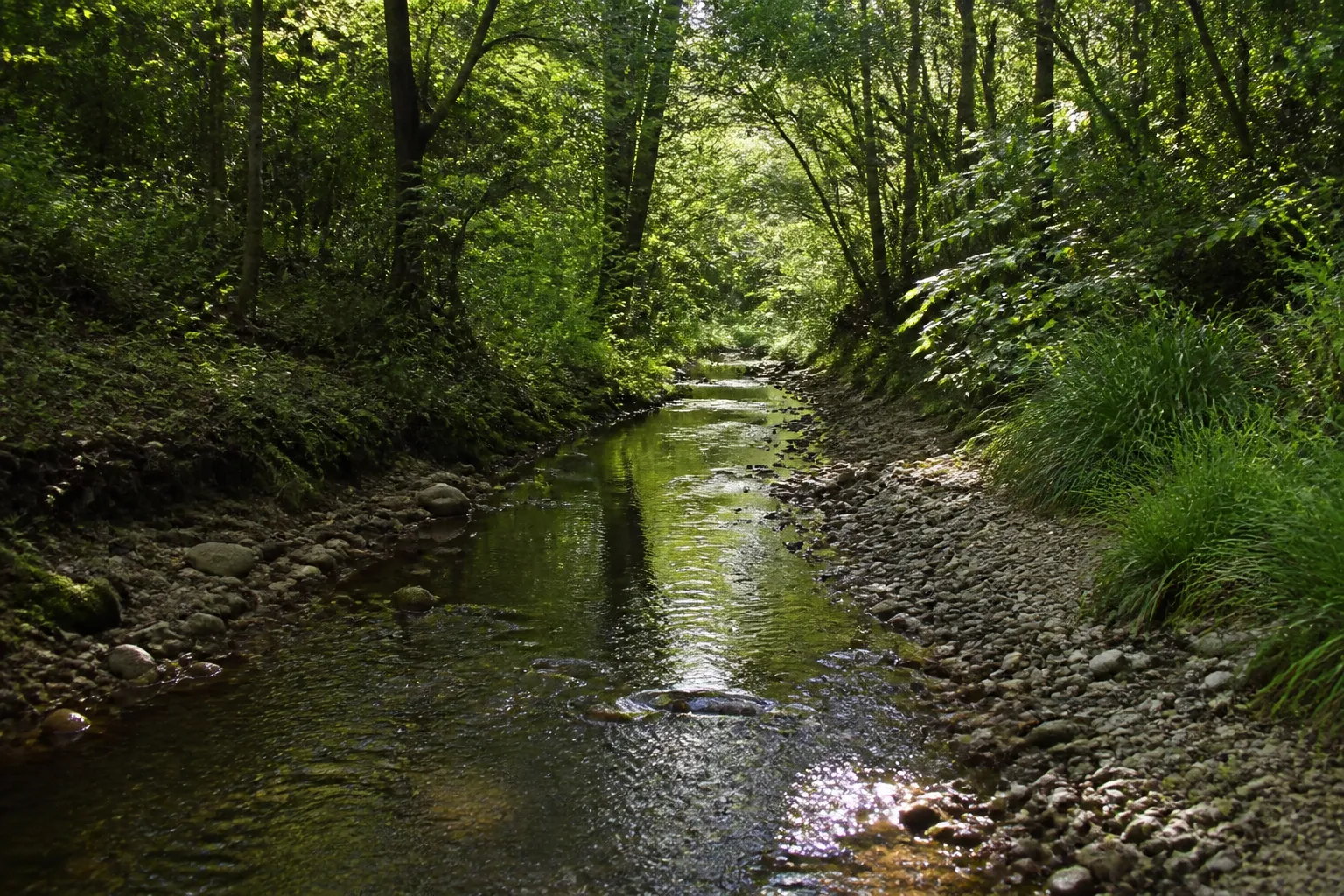Ruisseau encaissé bordé d’arbres
