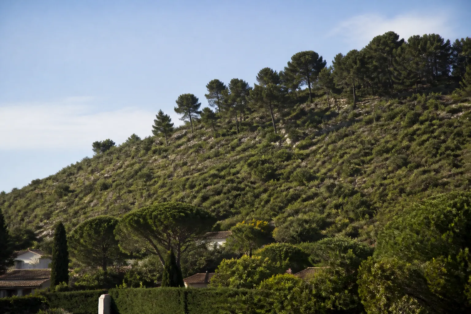 Garrigue et pinède sur le versant d’une colline près des maisons