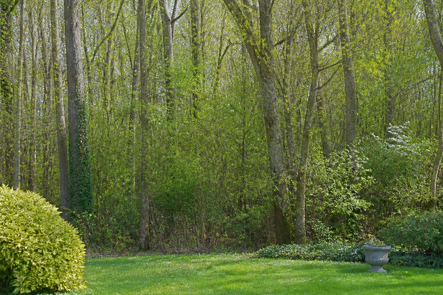 Lisière de forêt de feuillus derrière un jardin au printemps