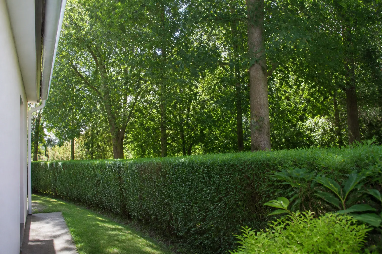Haie et arbres en limite d’un jardin de maison