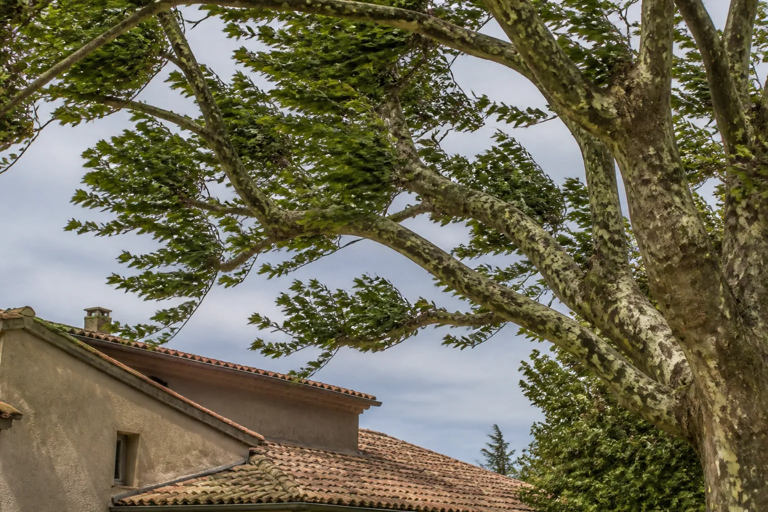 Grand arbre penché vers une toiture de maison après un coup de vent