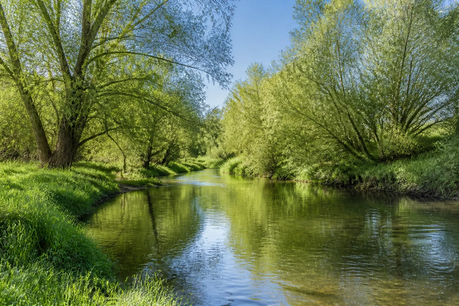 Berges herbeuses d’une rivière de plaine