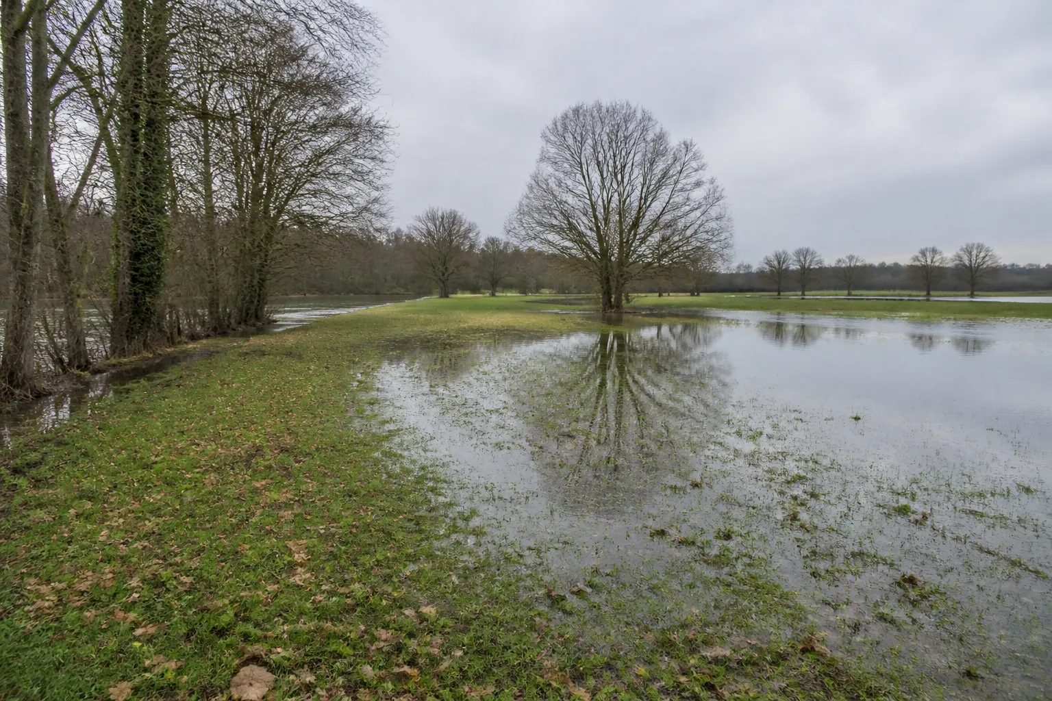 Prairie inondable en bord de rivière