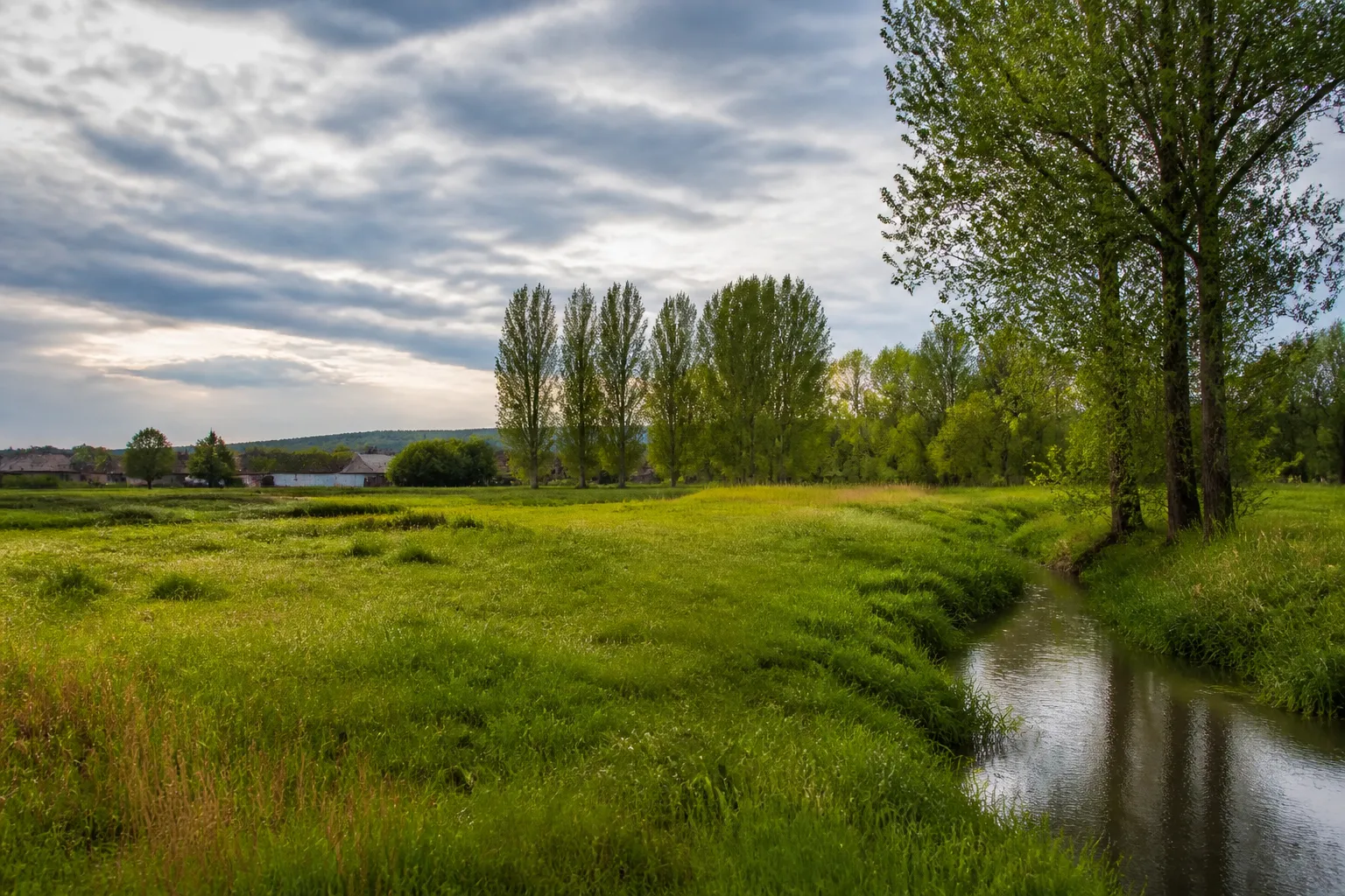 Prairie humide en bord de rivière