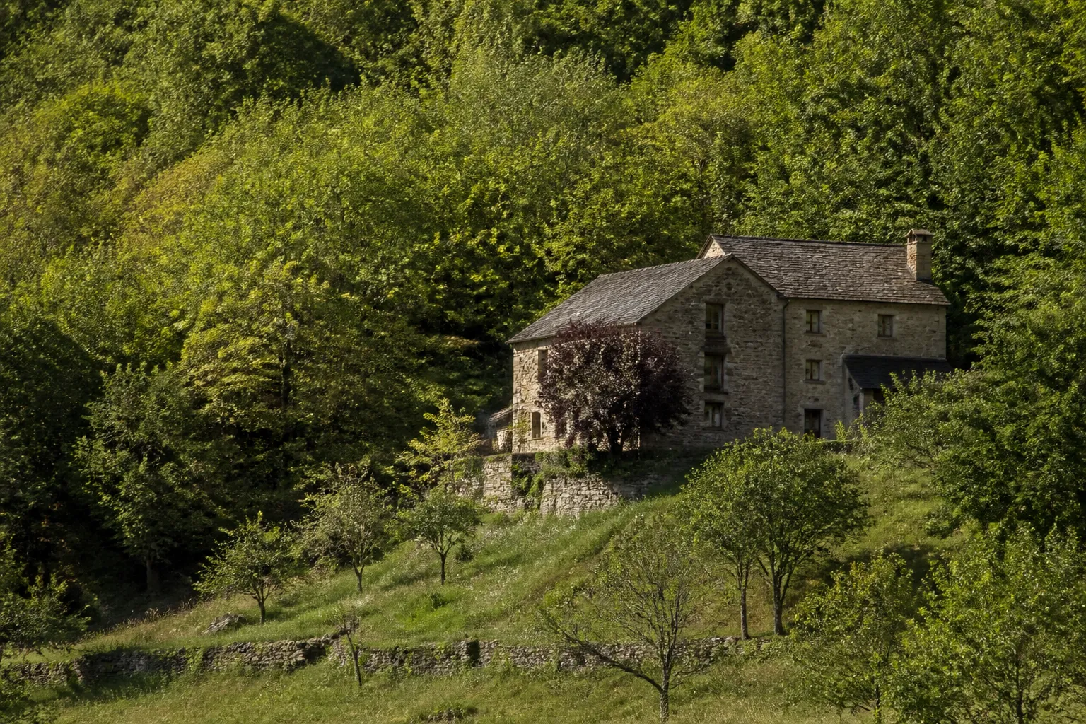 Lisière de forêt proche d’une maison en montagne