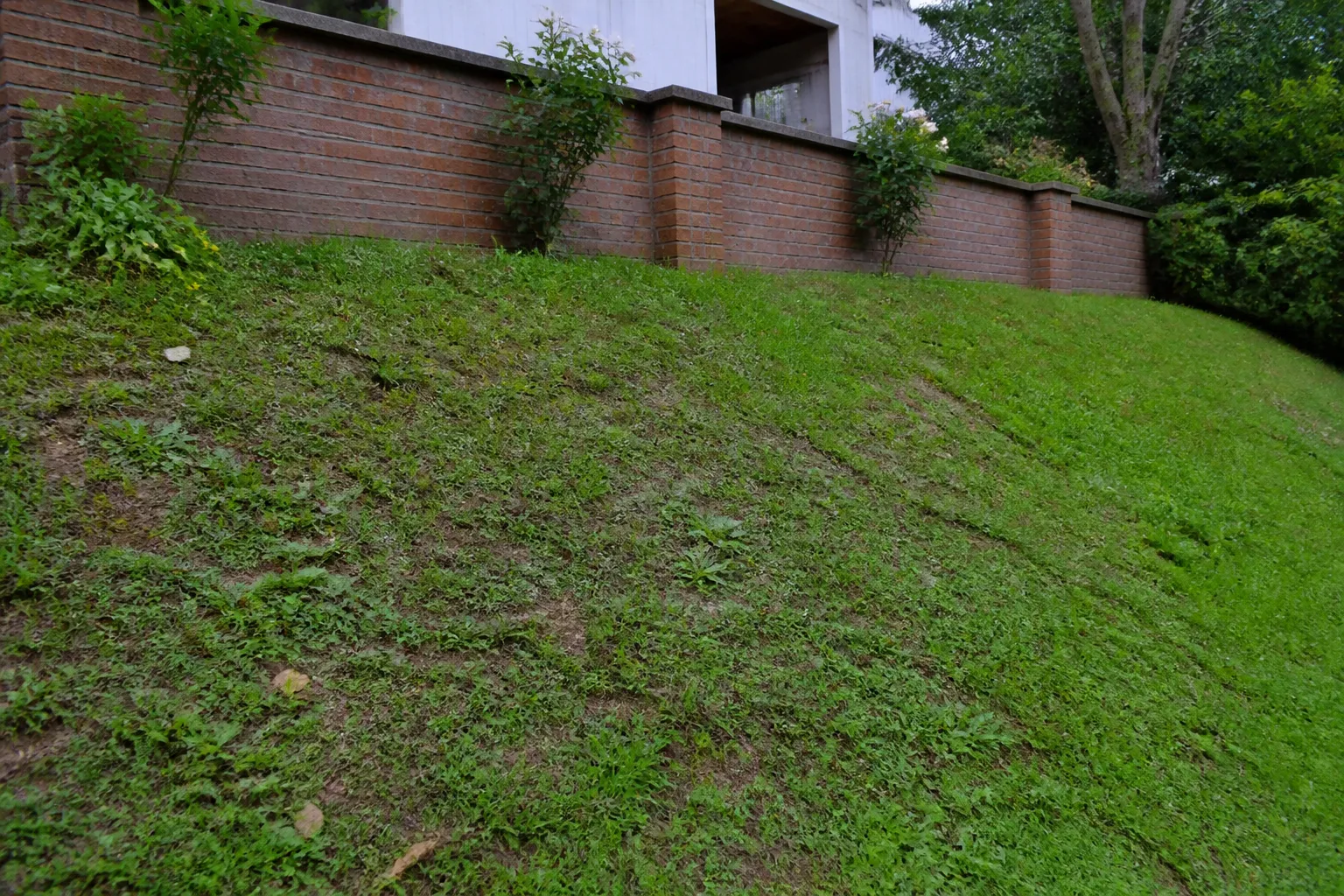 Talus herbeux en contrebas d’un jardin de maison