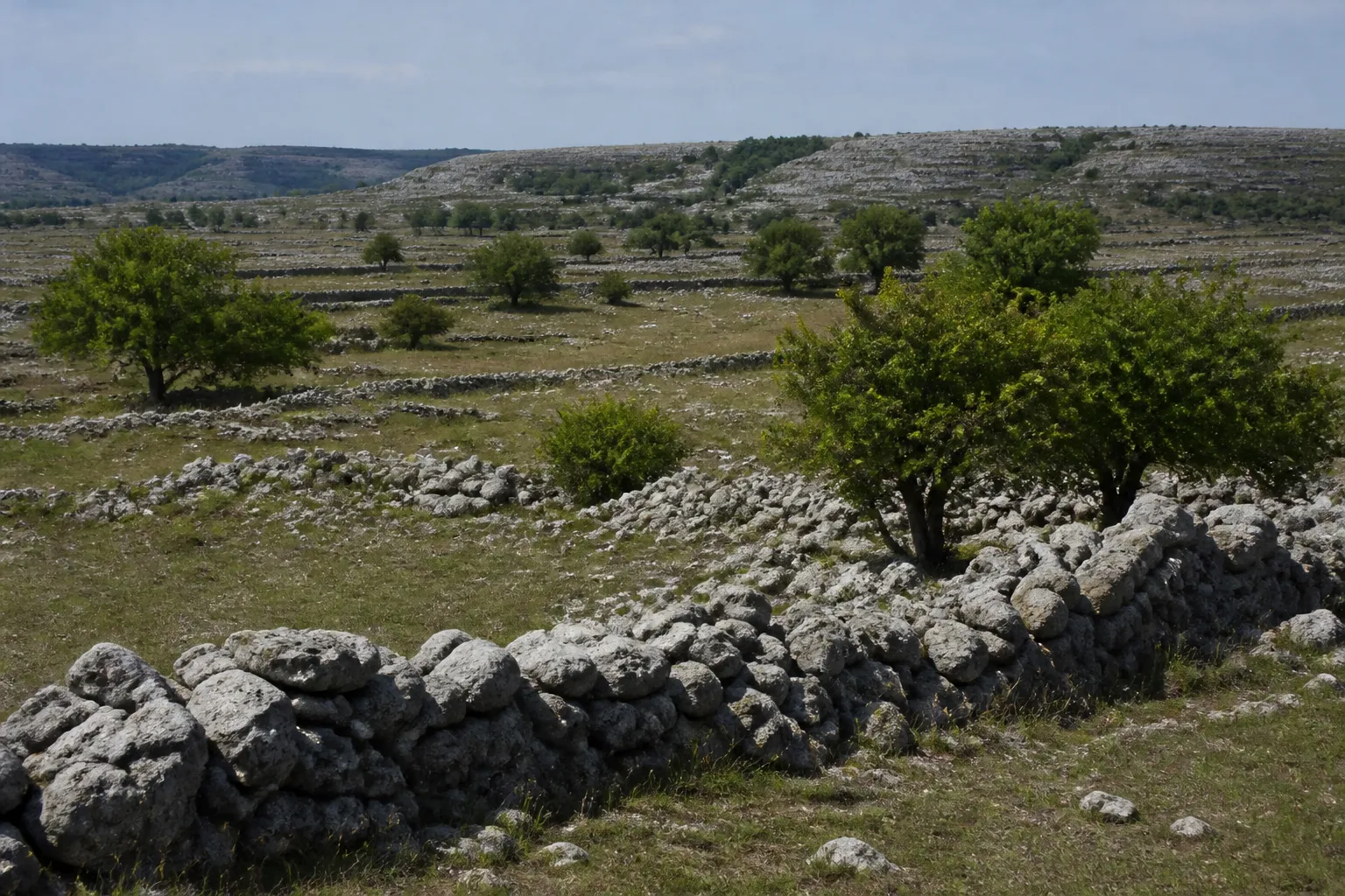 Plateau calcaire avec murets de pierre sèche et chênes