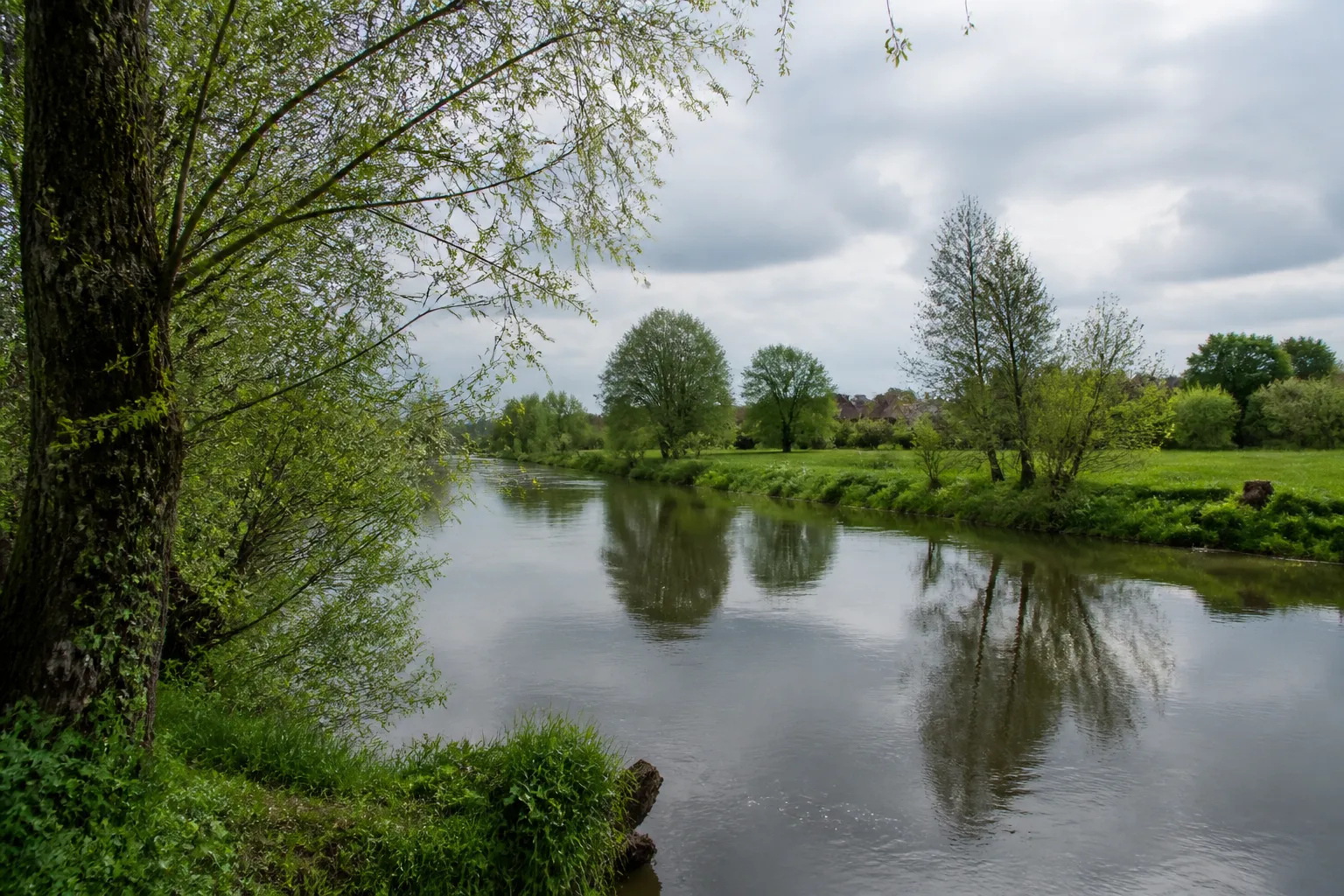 Rivière de plaine bordée de saules