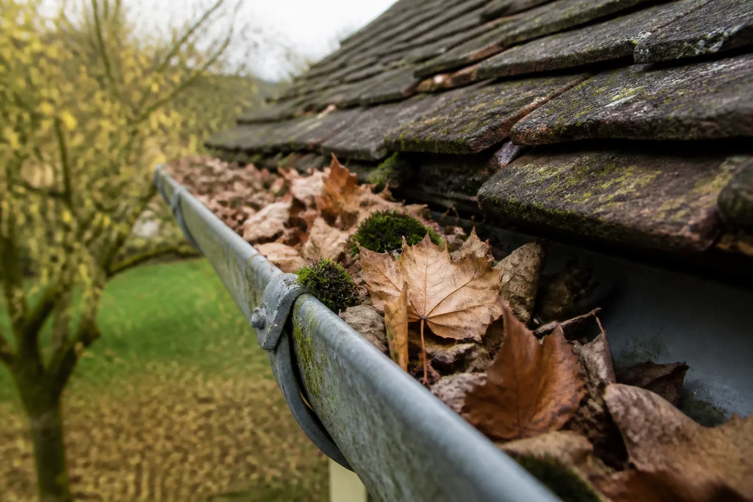 Gouttière encombrée de feuilles sur une maison de campagne